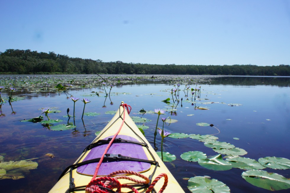 Everglades.jpg